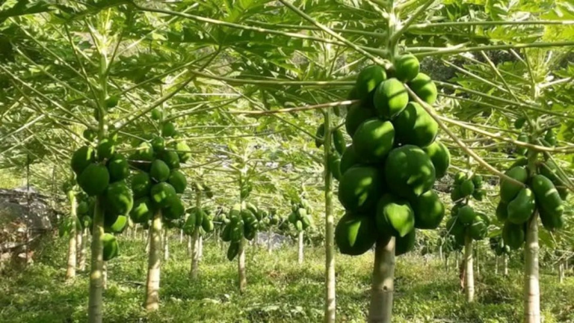 मेवा बिक्रीबाट आम्दानी गर्दै बलिदान कृषि सहकारी, सदस्यलाई समेत रोजगारी